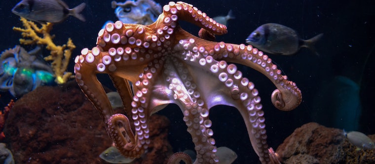 Reflections from an Octopus